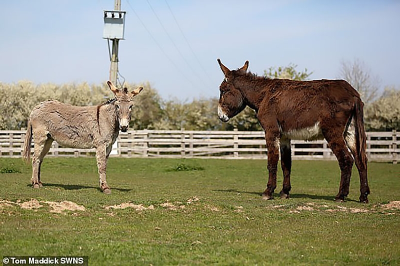 Donkey Derrick, que vive en una reserva natural británica, pronto se convertirá en el más grande del mundo