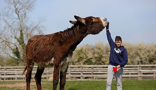 Donkey Derrick, que vive en una reserva natural británica, pronto se convertirá en el más grande del mundo Donkey Derrick, que vive en una reserva natural británica, pronto se convertirá en el más grande del mundo