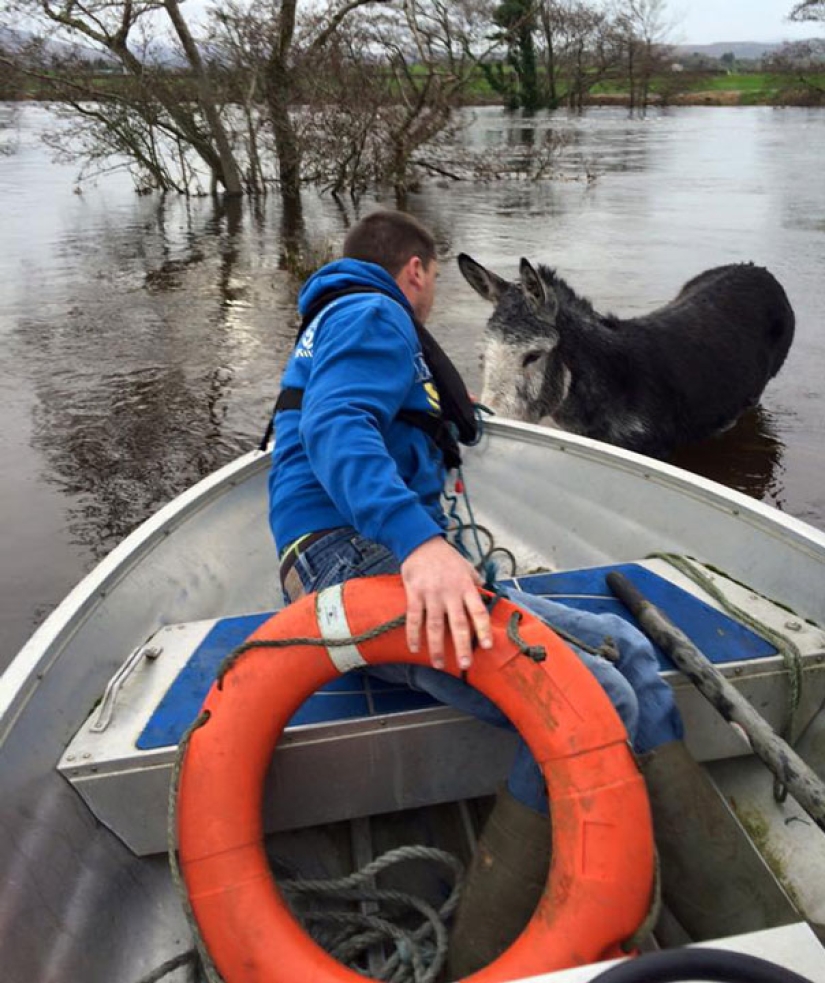 Donkey thanked his rescuers with a grateful smile