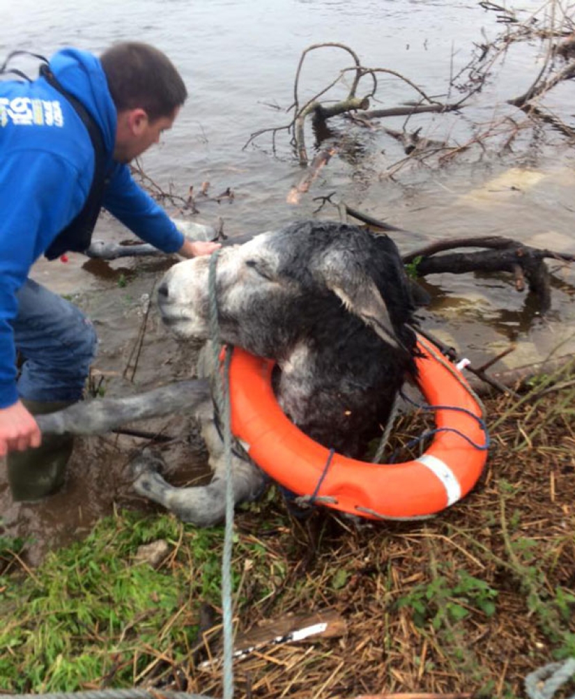 Donkey thanked his rescuers with a grateful smile