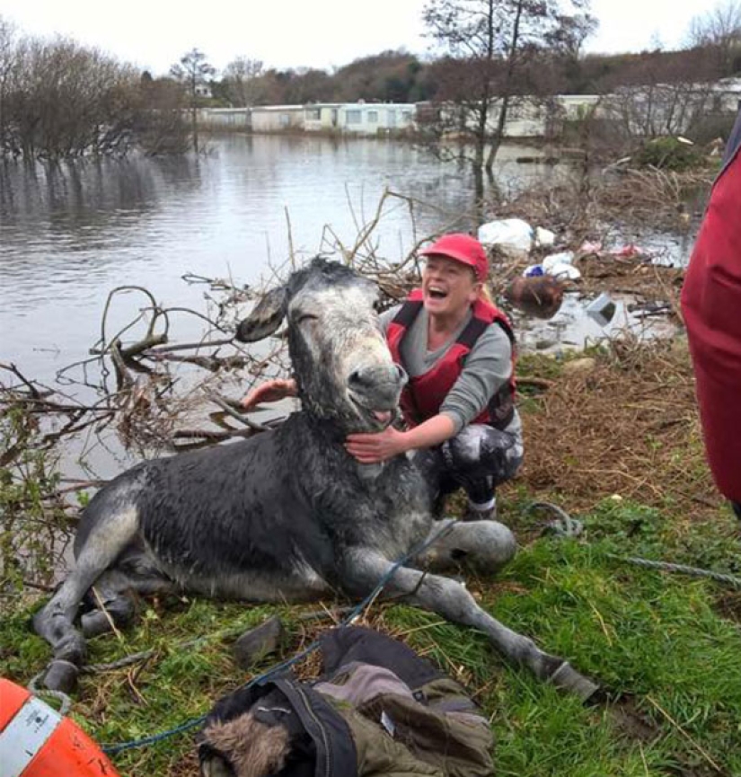 Donkey thanked his rescuers with a grateful smile