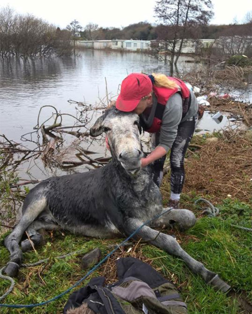 Donkey thanked his rescuers with a grateful smile