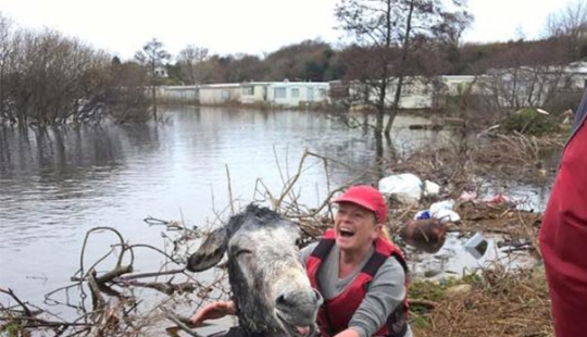 Donkey thanked his rescuers with a grateful smile