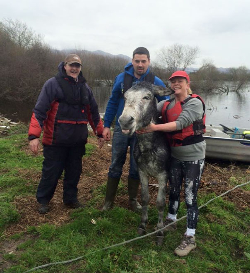 Donkey thanked his rescuers with a grateful smile