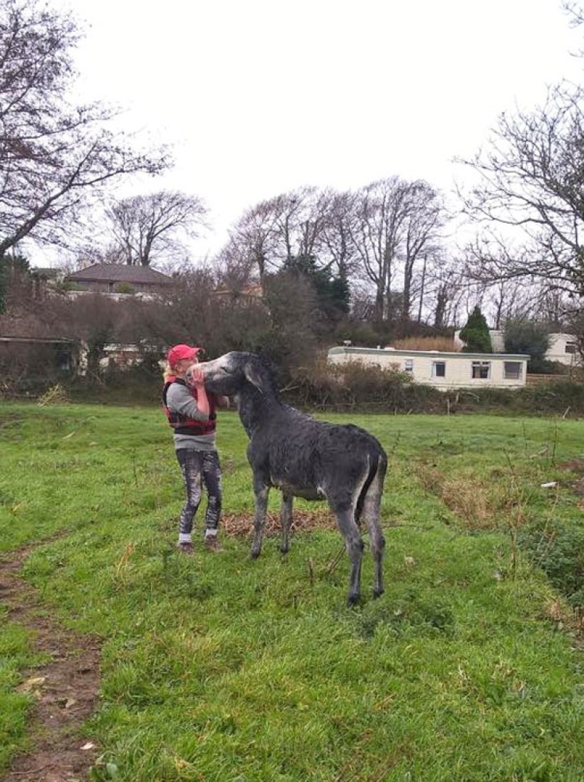 Donkey thanked his rescuers with a grateful smile