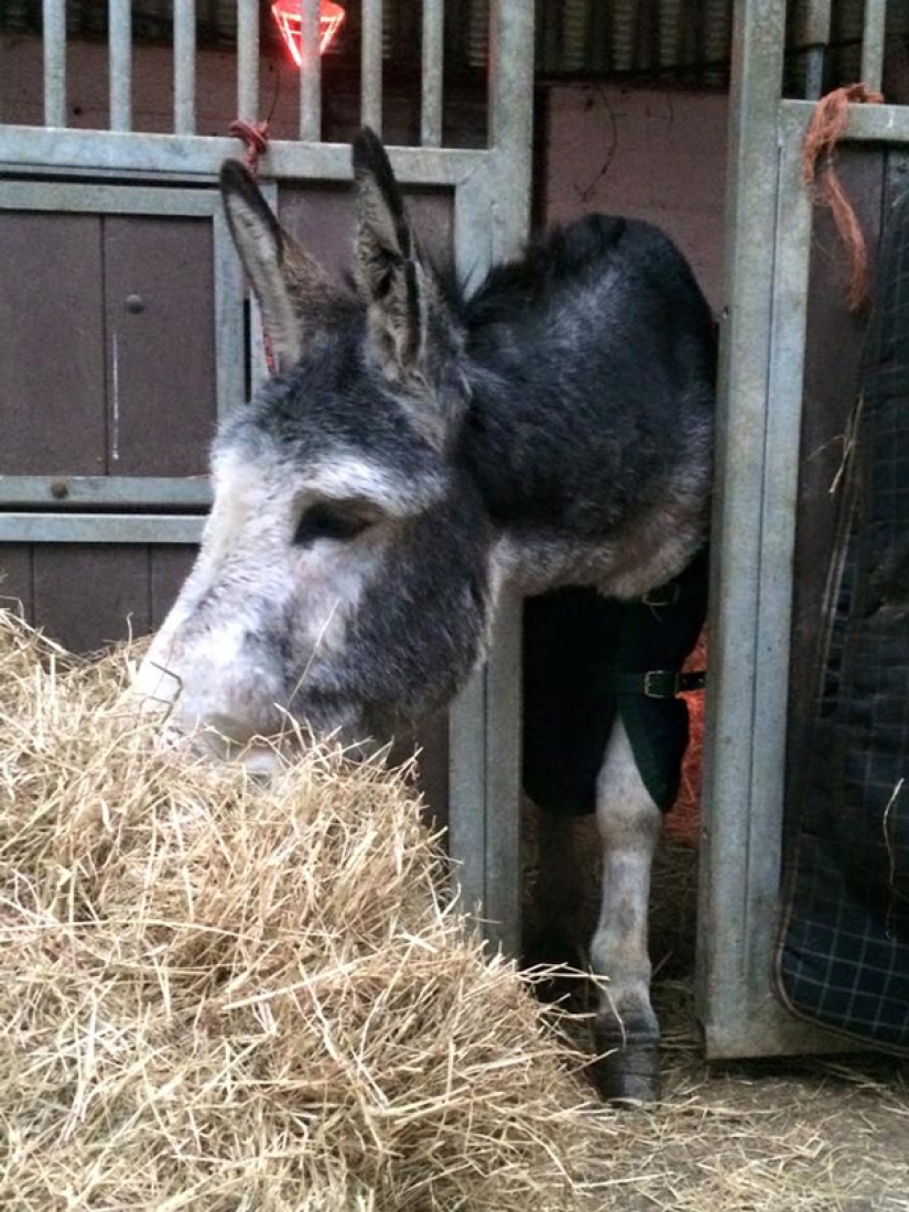 Donkey thanked his rescuers with a grateful smile