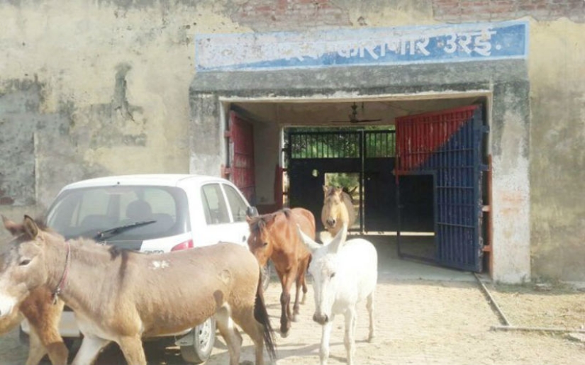 Donkeys who ate expensive seedlings were jailed in India