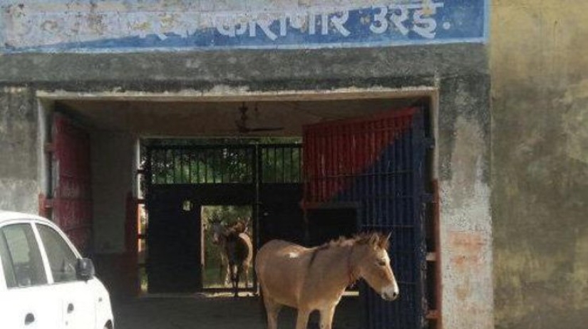 Donkeys who ate expensive seedlings were jailed in India