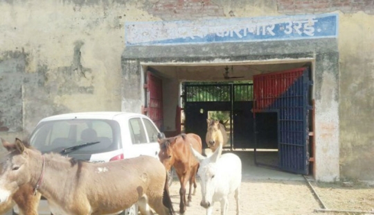 Donkeys who ate expensive seedlings were jailed in India