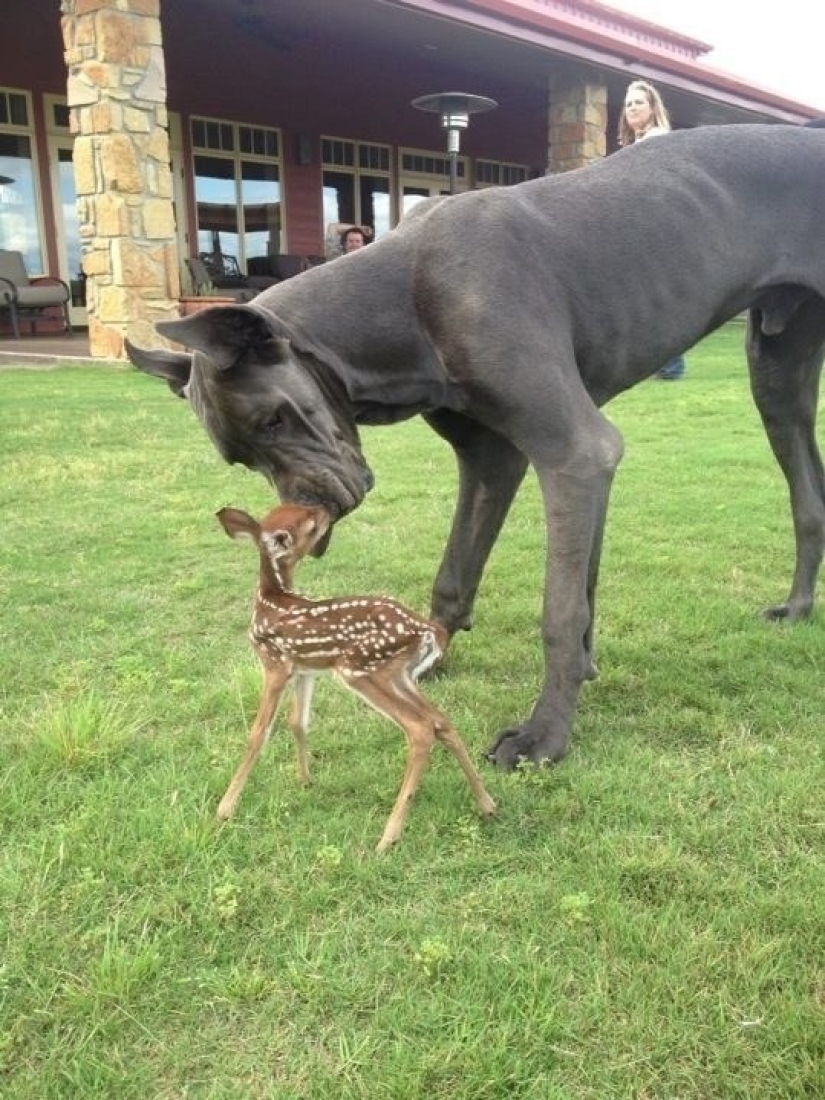 Don't be sad: these animals will remind you that the world is beautiful after all