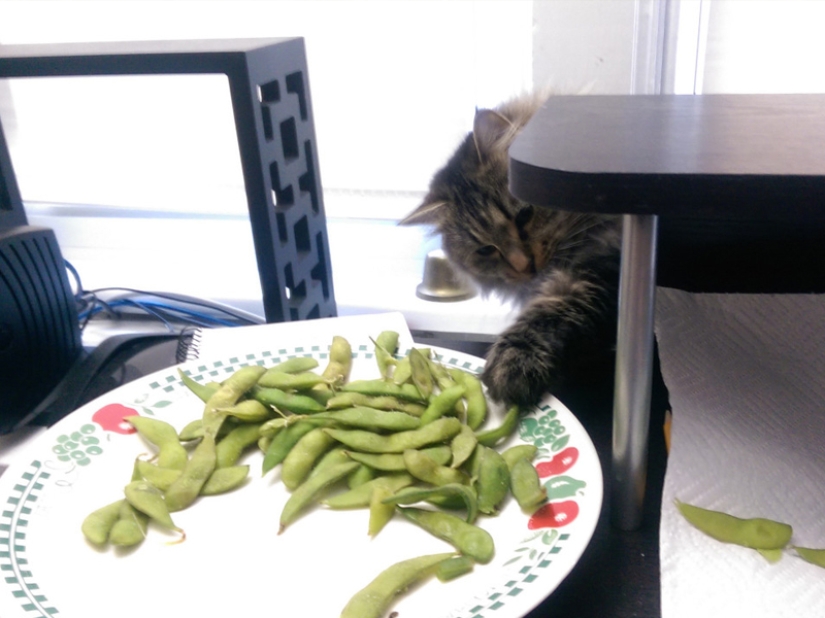 Don't leave food unattended while these pets are around!