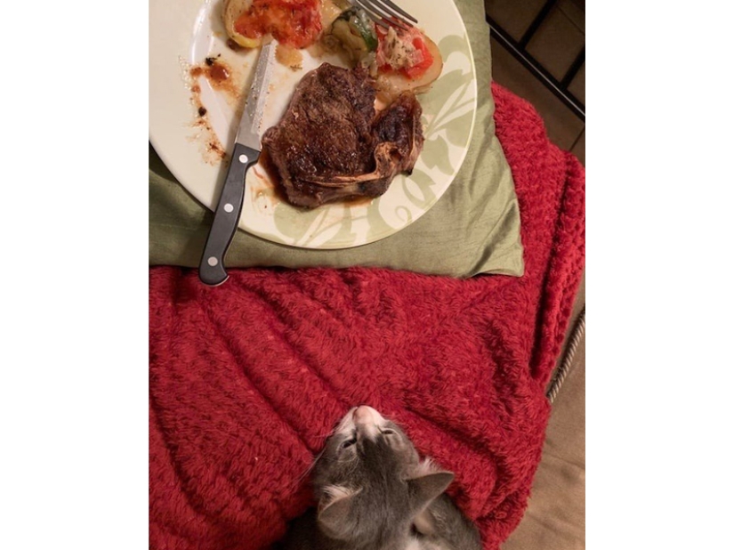 Don't leave food unattended while these pets are around!