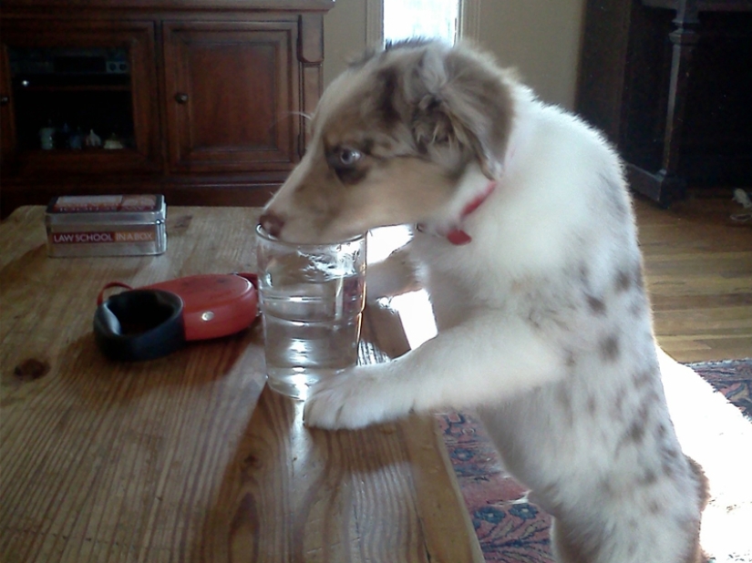 Don't leave food unattended while these pets are around!