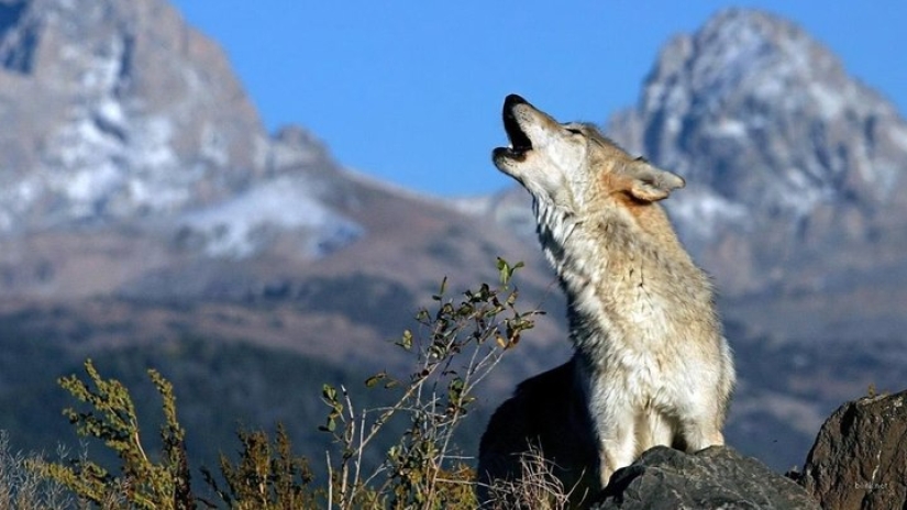 Dos años en la manada de lobos: cómo sobrevivió un científico georgiano entre animales salvajes