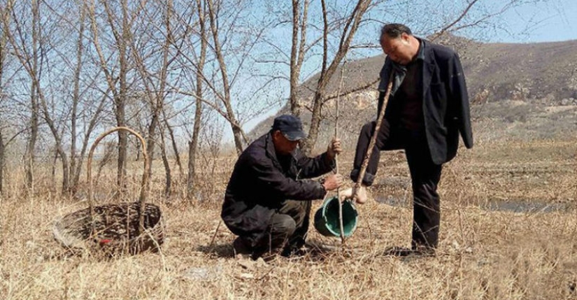 Dos chinos plantaron 10.000 árboles