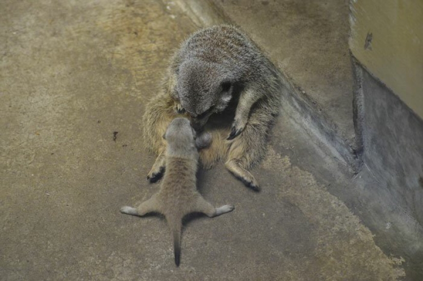 Dosis de carga de esponjosa minimisethe: la familia de suricatas de Japón