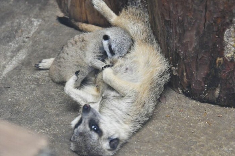 Dosis de carga de esponjosa minimisethe: la familia de suricatas de Japón