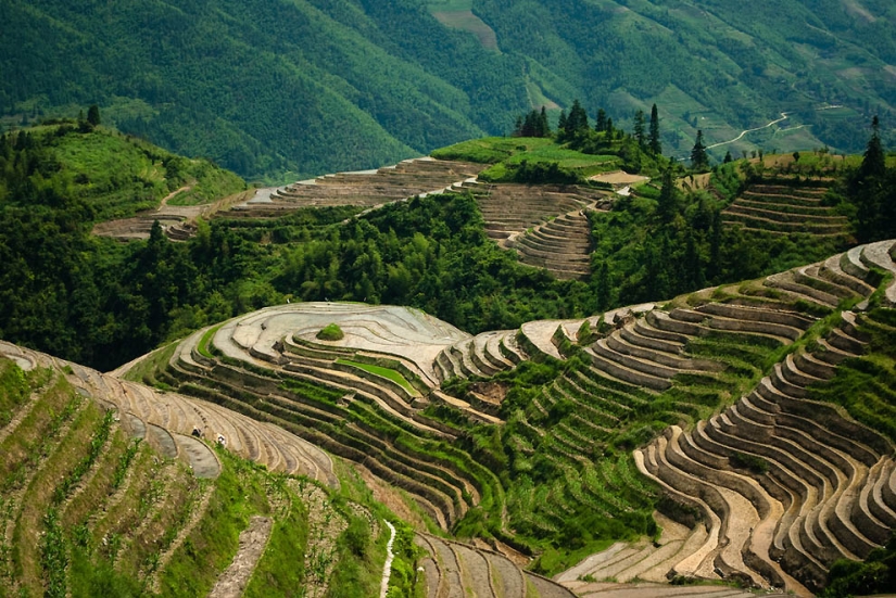 Dragon Ridge Rice Terraces