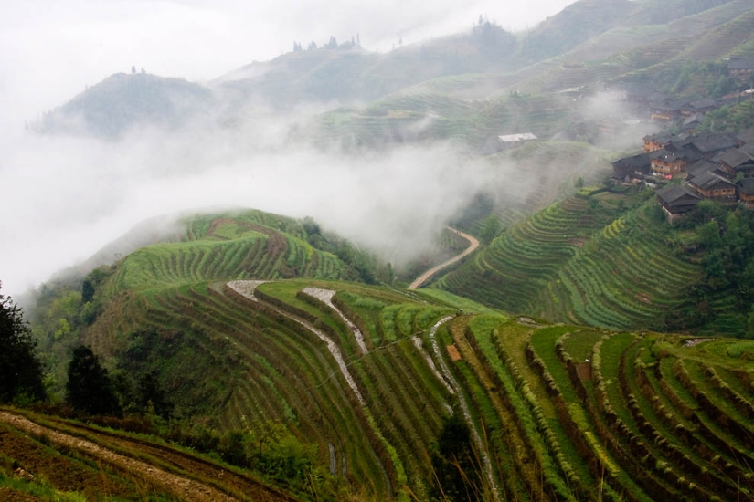 Dragon Ridge Rice Terraces