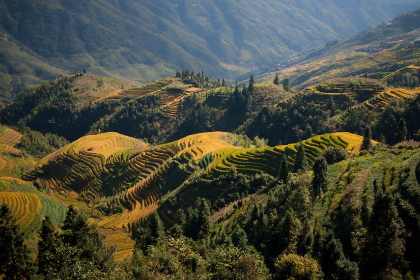 Dragon Ridge Rice Terraces