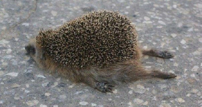 Drinking hedgehog — grief in the family: in Germany, two hedgehogs were saved from a hangover
