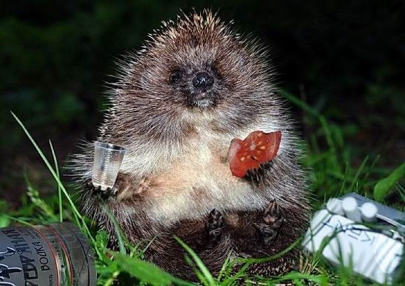 Drinking hedgehog — grief in the family: in Germany, two hedgehogs were saved from a hangover