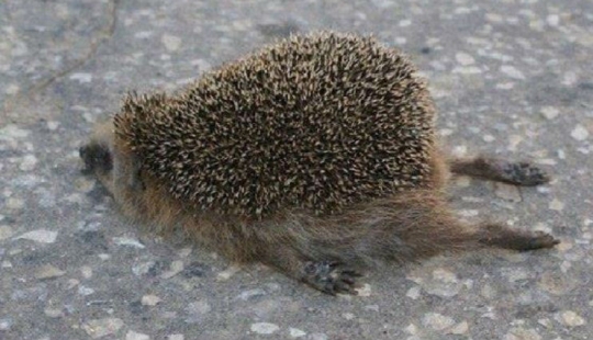 Drinking hedgehog — grief in the family: in Germany, two hedgehogs were saved from a hangover