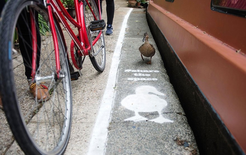 Duck tracks in the UK: birds have become full-fledged road users