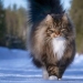 Duras gatos de Finlandia en invierno extensiones