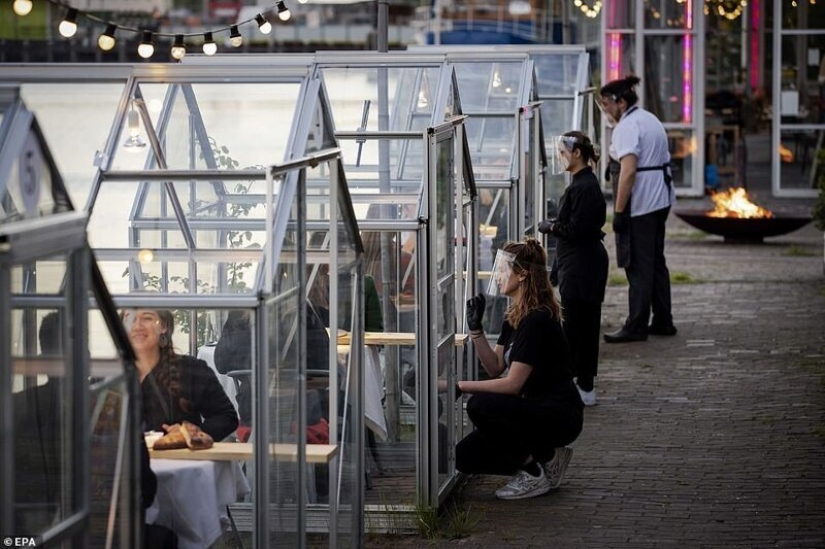Dutch restaurant planted visitors to have dinner in greenhouses