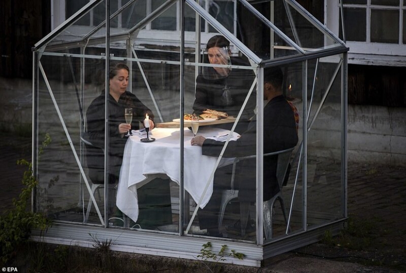 Dutch restaurant planted visitors to have dinner in greenhouses