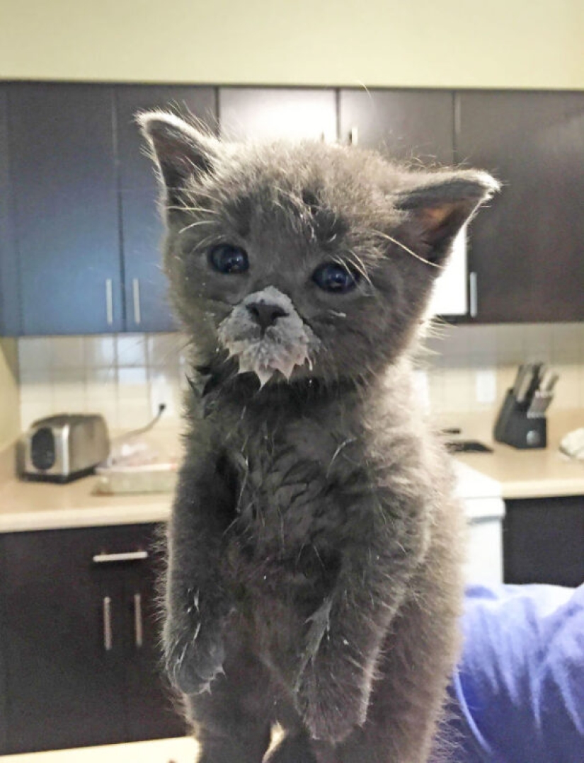 Eat, don't get wet: 20 cute kittens who don't know how to eat carefully