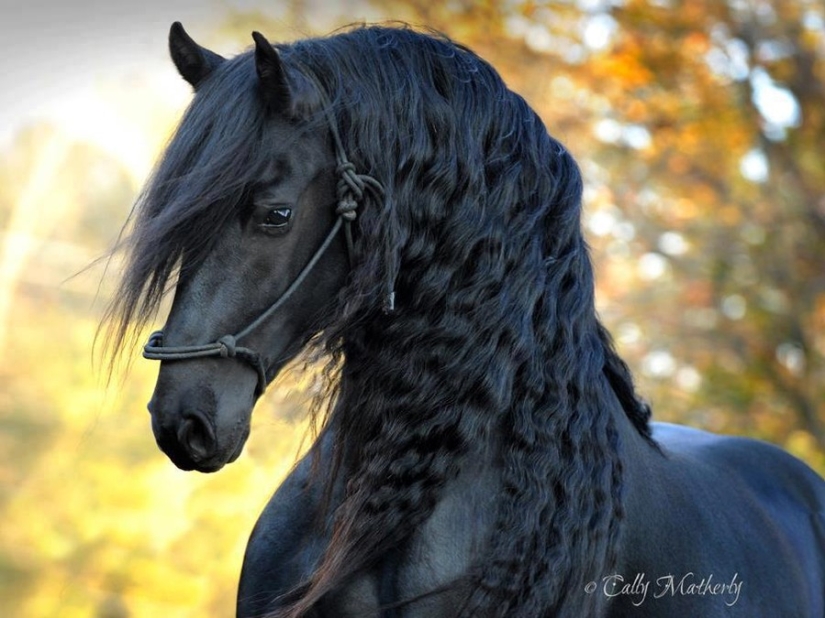 El caballo más hermoso del mundo es el semental negro Federico el Grande