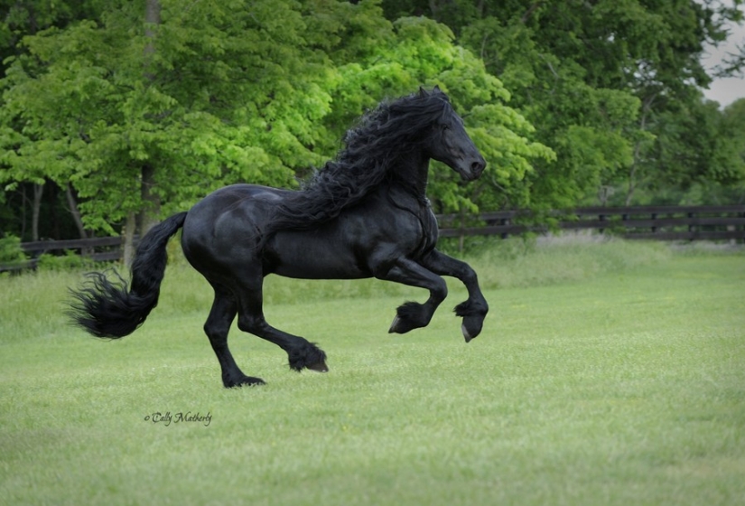 El caballo más hermoso del mundo.