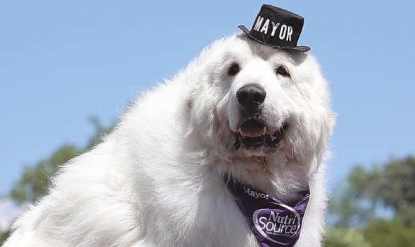 El cuatro veces reelegido alcalde de perros de los Estados Unidos dejará su cargo por jubilación