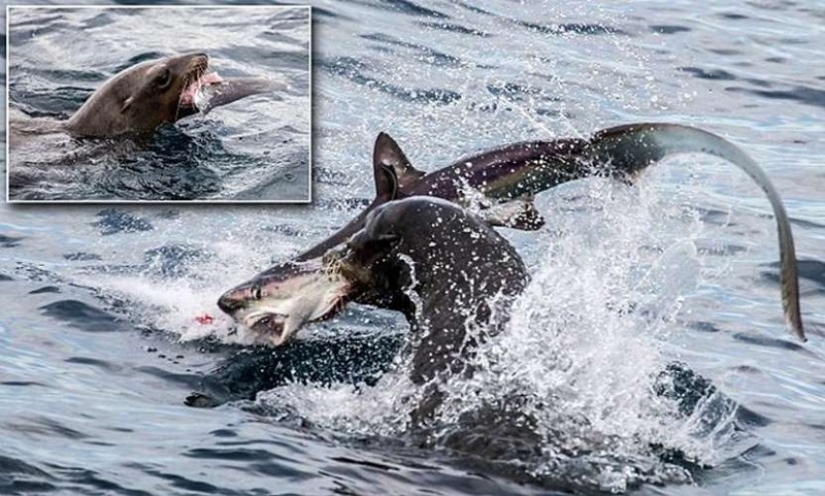 El depredador se ha convertido en presa! León marino hambriento cenó con un tiburón