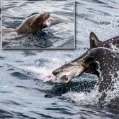 El depredador se ha convertido en presa! León marino hambriento cenó con un tiburón