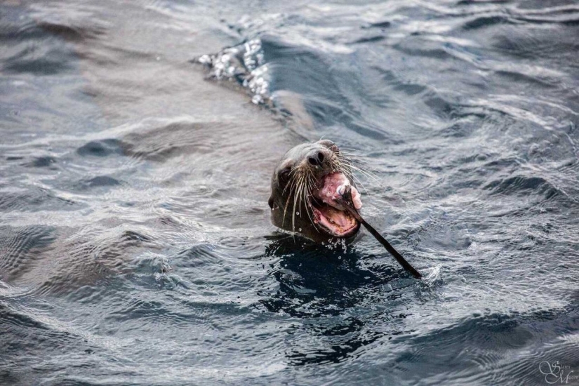 El depredador se ha convertido en presa! León marino hambriento cenó con un tiburón
