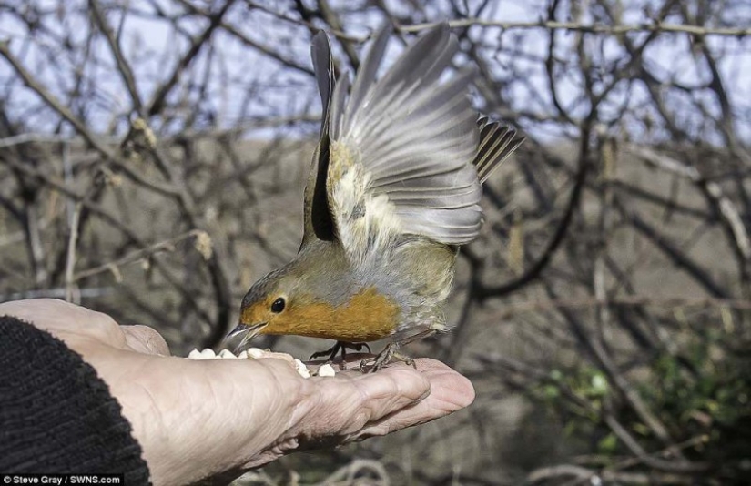 El Dr. Doolittle: cómo el Británico se convirtió en el maestro de las aves silvestres