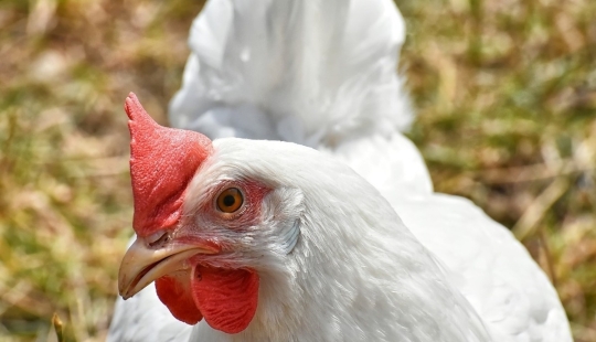 "¡ El enemigo no pasará!": miles de gallinas picotearon hasta la muerte a un zorro que se dirigía a su gallinero