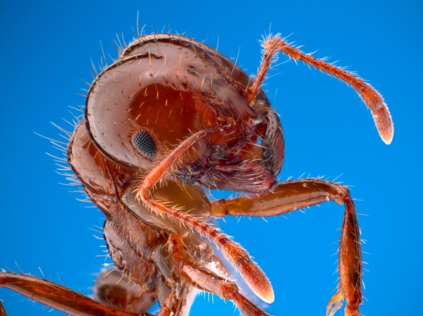 El entomólogo experimentó las picaduras de insectos más dolorosas y compiló una escala de dolor
