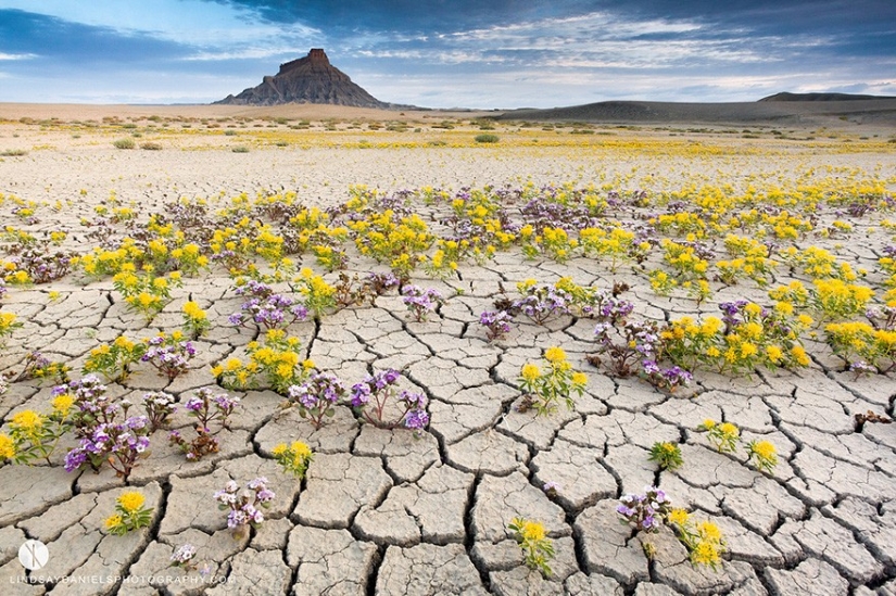 El floreciente desierto de Anza-Borrego