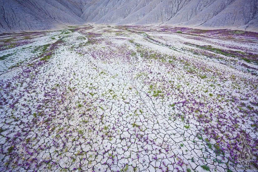 El floreciente desierto de Anza-Borrego