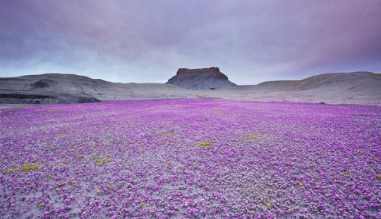 El floreciente desierto de Anza-Borrego