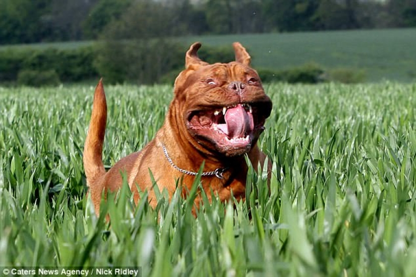 El fotógrafo tomó una foto de perros corriendo, y es muy divertido