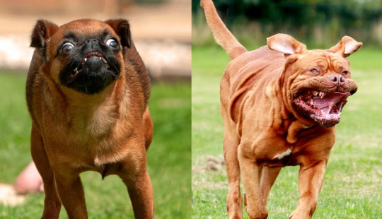 El fotógrafo tomó una foto de perros corriendo, y es muy divertido