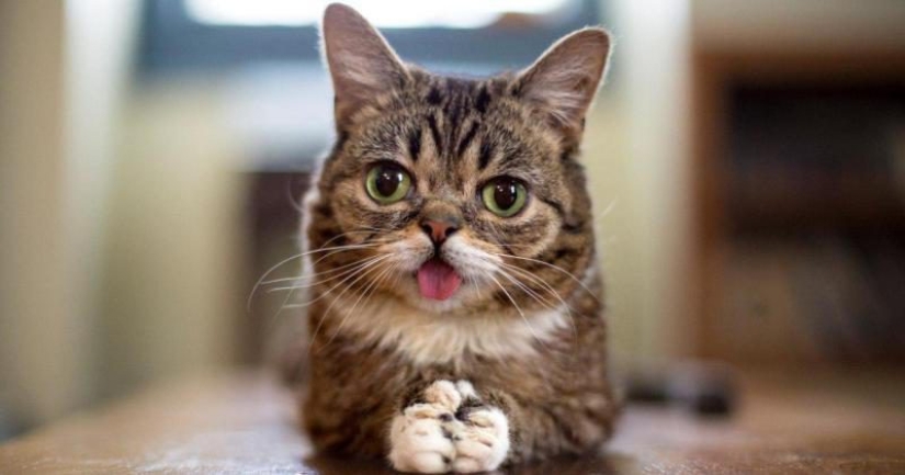 El gato de Lil Bab murió, tocando a millones de usuarios con su hocico