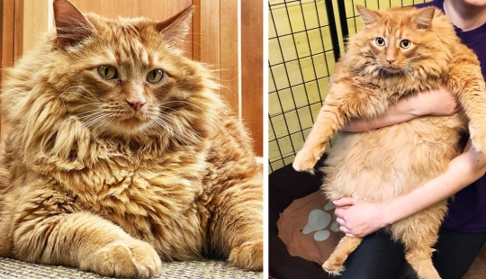 El gato gordo Bazooka ha encontrado su hogar