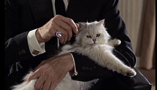 "El gato? ¡Inocente!"los hooligans peludos tienen un poderoso patrón en la Duma del Estado "El gato? ¡Inocente!"los hooligans peludos tienen un poderoso patrón en la Duma del Estado