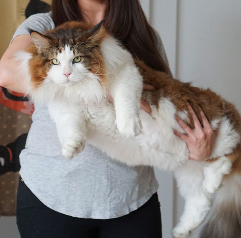 El gato más grande de Nueva York